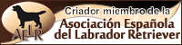 Asociación Española del Labrador Retriever